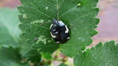 Tritomegas sexmaculatus
