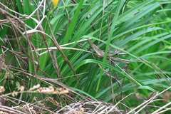 Hemerocallis fulva