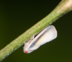 Antillormenis