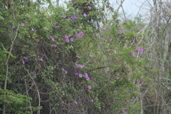Ipomoea crinicalyx