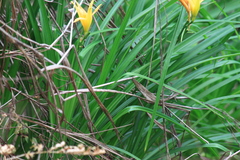 Hemerocallis fulva