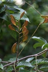 Lonchocarpus punctatus