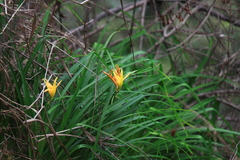 Hemerocallis fulva