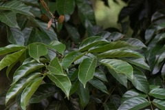 Lonchocarpus punctatus