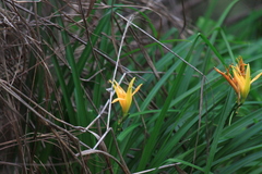 Hemerocallis fulva