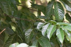 Lonchocarpus punctatus