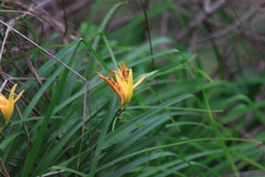 Hemerocallis fulva