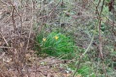 Hemerocallis fulva
