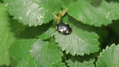 Tritomegas sexmaculatus