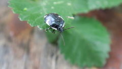 Tritomegas sexmaculatus