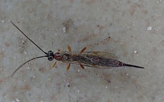 Tromatobia lineatoria