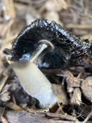 Coprinus