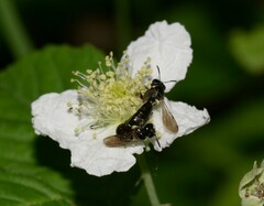 Ceratina cucurbitina