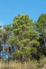 Pinus armandi mastersiana