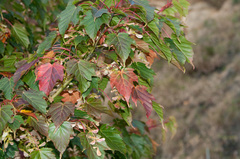 Acer morrisonense