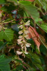 Acer morrisonense