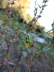 Hyla molleri