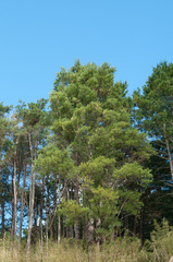 Pinus armandi mastersiana