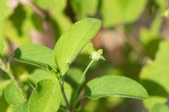 Lantana involucrata