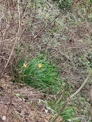 Hemerocallis fulva