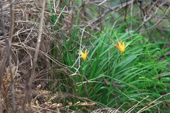 Hemerocallis fulva