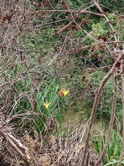 Hemerocallis fulva