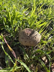 Chlorophyllum brunneum