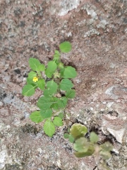 Lindenbergia muraria