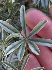 Lupinus paynei