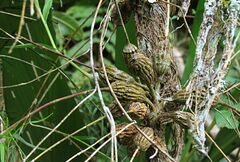 Dendrobium linearifolium