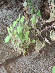 Lindenbergia muraria