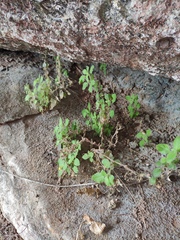 Lindenbergia muraria