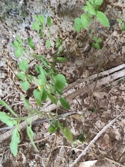 Lindenbergia muraria