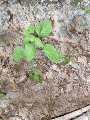 Lindenbergia muraria