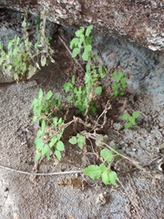 Lindenbergia muraria