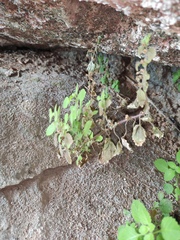 Lindenbergia muraria