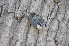 Sitta carolinensis aculeata