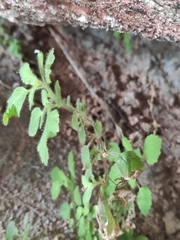 Lindenbergia muraria