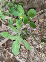 Lindenbergia muraria