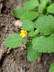 Lindenbergia muraria