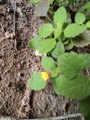 Lindenbergia muraria