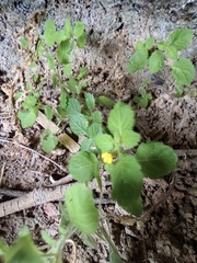 Lindenbergia muraria