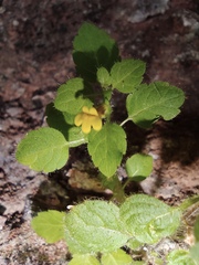 Lindenbergia muraria