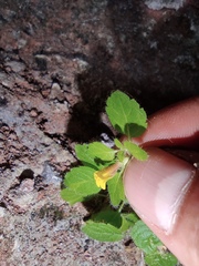 Lindenbergia muraria