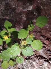 Lindenbergia muraria