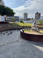 Columba livia domestica