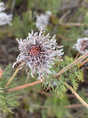 Serruria pedunculata