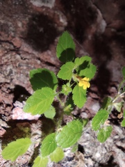 Lindenbergia muraria