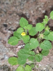 Lindenbergia muraria