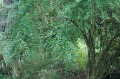 Prinsepia scandens
